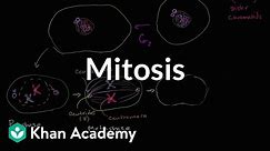 Mitosis | Cells | MCAT | Khan Academy