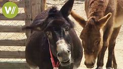 Smart Donkeys - Formerly an indispensable working animal (animal documentary in HD)