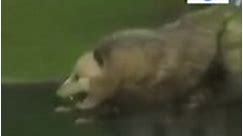 KTLA 5 News - NEW MASCOT?: An opossum ran wild during a...