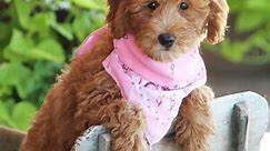 Goldendoodle Puppies for Sale | PuppySpot