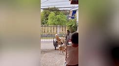 Six pet dogs ride motorcycle sidecar with owner