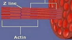 Muscular System, Sliding Filament Theory (1)
