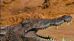 Saltwater Crocodile vs. Nile Crocodile #shorts #animals #wildlife