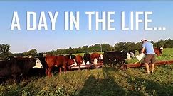 A Day In the Life of A Cattle Farmer!