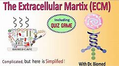 The Extracellular Matrix (ECM): Components, Structure and Function