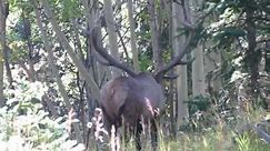 525 inch elk 75 inches wide world record elk