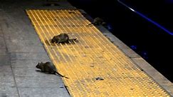 Cases of rat-spread disease rising in NYC