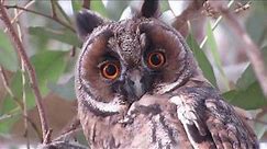 Long-eared Owl (Asio otus) Νανόμπουφος, Αρκόθουπος - Cyprus