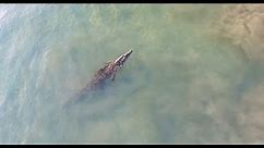 Crocodile Swims Through A Surf Break In Costa Rica!