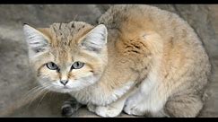 Top 10 Smallest Wild Cats in the World