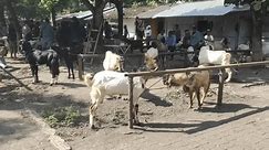 Klaten, Zentraljava - Indonesien - 19. Mai 2024: Bauern handeln ihre Ziegen auf dem Pasar Hewan Prambanan oder Prambanan Animal Market, Klaten, an Markttagen, Legi oder Pon im javanischen Kalender.