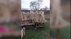 Incredible Moment 21-Strong Husky Pack Howl Together