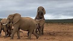 Unforgettable Wildlife Moment: Witnessing Elephants Mating in the Wild