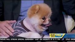 Boo - The World's Cutest Dog on Good Morning America