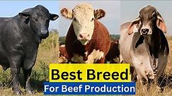 Top 5 Best Cattle Breed For Meat In The World