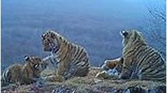 Adorable video shows baby tigers playing as mum goes hunting