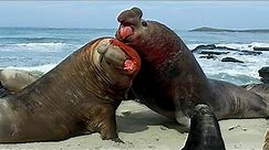 ELEPHANT SEALS FIGHTING FOR MATES !