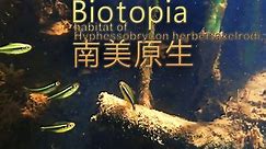 【南美原生】 黑莲灯/黑异纹魮脂鲤(Hyphessobrycon herbertaxelrodi)的栖息地 2P