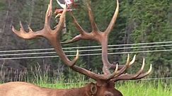 The Biggest Elk Bull - Sheriff in Fine Elk Rut Form | Wildlife On Video
