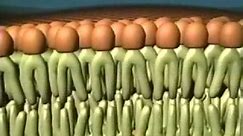 Fluid Mosaic Model of the Cell Membrane