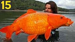 15 BIGGEST FISH Ever Seen