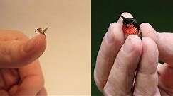Meet the world's smallest bird | Cuba's "bee hummingbird" | World's Smallest Bird | Bee Hummingbird