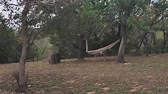 Woman Saves Young Buck From Old Hammock