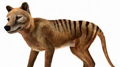 Tasmanian Tiger: Last known footage of a Thylacine | NFSA