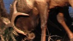 Biggest Elk Bull's Antler Growth from Shed to Rut Ready | Wildlife On Video