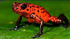 Top 9 Fascinating Frogs || Red eyed Tree Frog|| Top 9 Frog breeds||