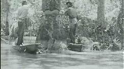 Louisiana Cypress Logging, 1920s