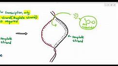 6-6 Protein Synthesis: Transcription (Cambridge AS & A Level Biology, 9700)