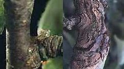 Identify and treat Apple / Pear Tree Canker