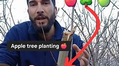 How to properly plant an apple tree 🍎