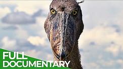 Wildlife Moments - The World's Weirdest Animals | Free Documentary Nature