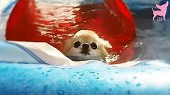 Cute Chihuahua Dogs Swimming in a Pool (So Much Fun!)