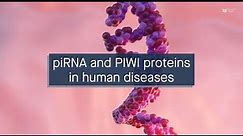 Exploring the roles of piRNA and PIWI proteins in human diseases
