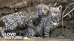 Dating and Mating in the World of Jaguars | Love Nature