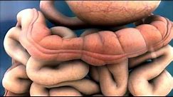 3D Medical Animation - Peristalsis in Large Intestine/Bowel || ABP ©