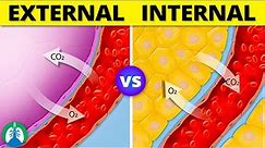 Internal vs. External Respiration *EXPLAINED* 🫁