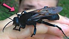 GIGANTIC WASP Discovered in the RAINFOREST: Sphex ingens