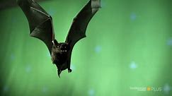 High-Speed Footage of a Bat in Flight
