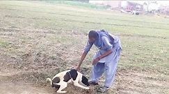 Dog with his man funny video, Dogs funny videos