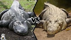 ALLIGATOR VS CROCODILE - Which is More Powerful?