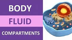 Body Fluid Compartments: Intracellular, Extracellular (Interstitial, Plasma, Transcellular)
