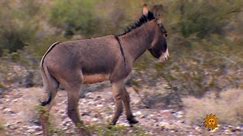 Nature: Wild burros of Texas