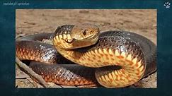5 Najbardziej jadowitych węży świata | SpinkaFun