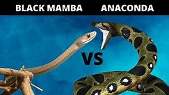 Black Mamba VS Anaconda