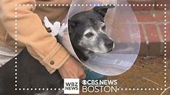 Dog bitten by coyote in Boston backyard