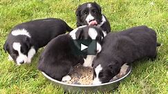 Bertie Dog Training - Managing Puppy Behaviour